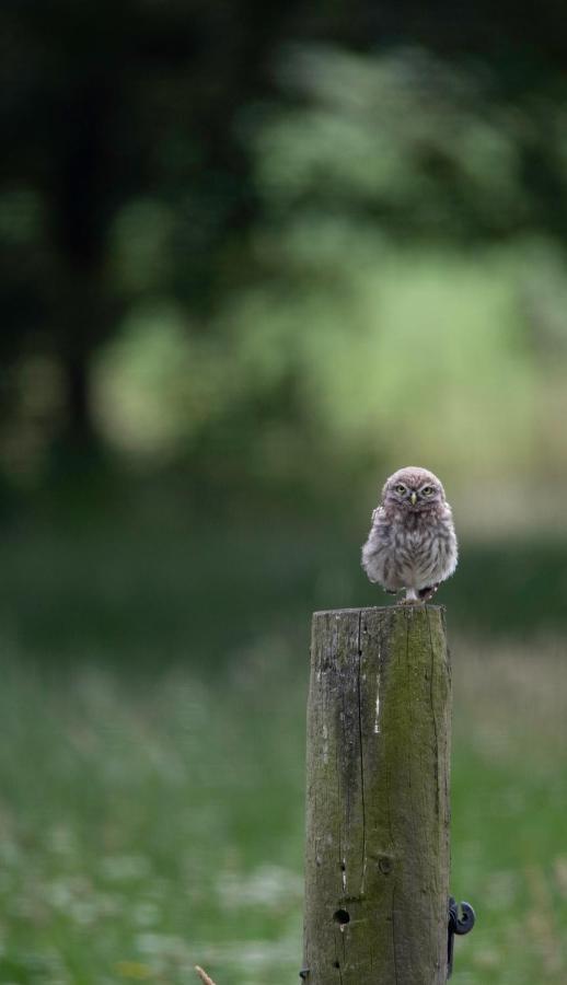 The Cat And The Owl B&B Groenlo Buitenkant foto